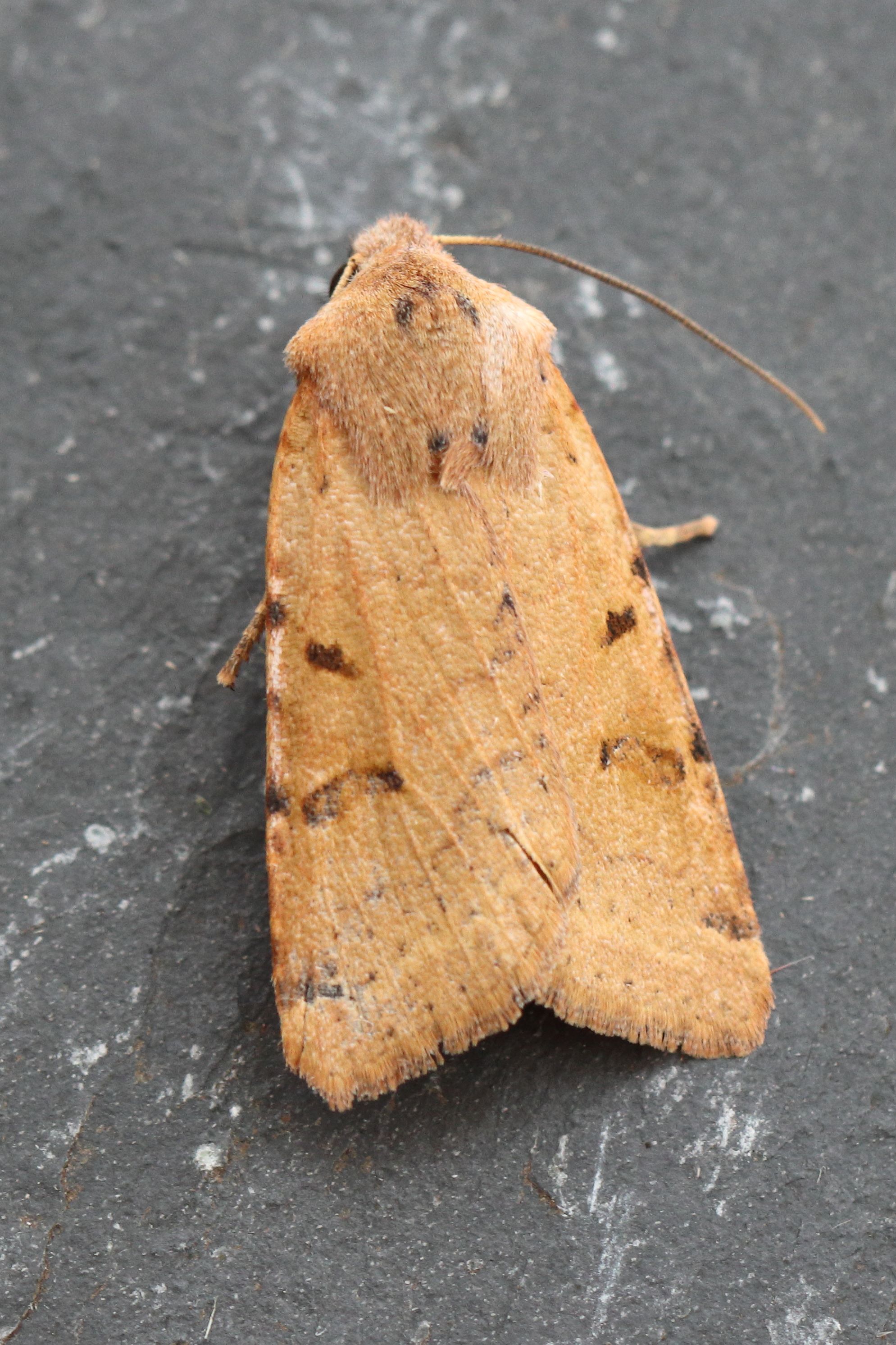Photo of Beaded Chestnut (Agrochola lychnidis)